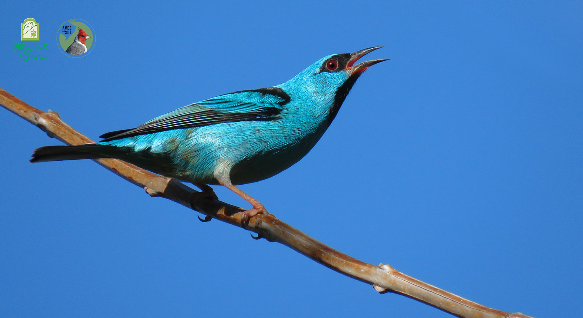 Birdwatching em Gramado com Raphael Kurz